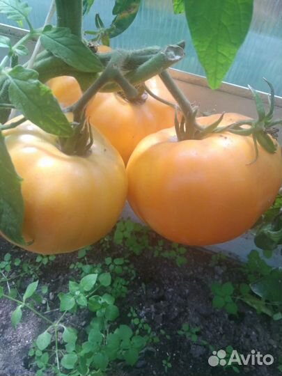 Домашние помидоры