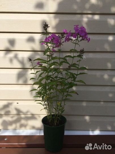 Многолетники синий лён, флокс, хосты