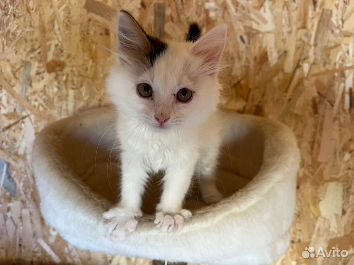 Маленький котик живет в приюте. Нужен дом