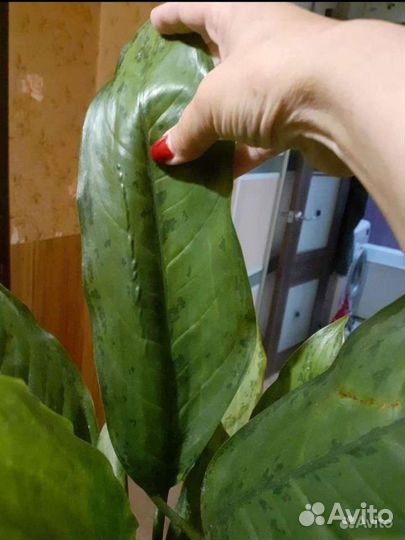 Аглаонема фридман