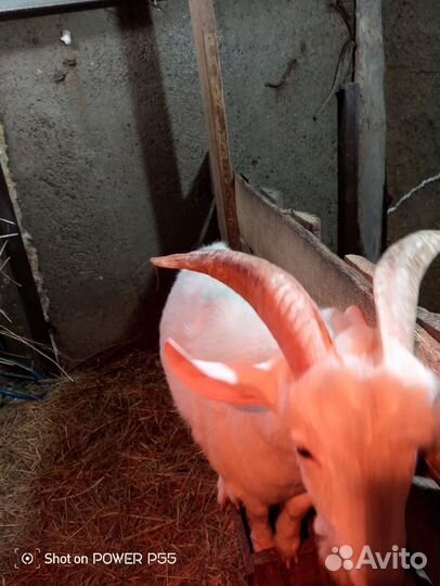 Коза дойная и козел