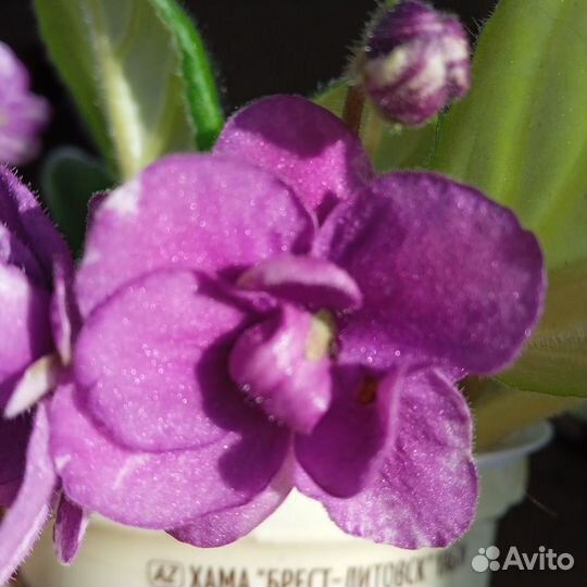 Глоксиния, фиалки