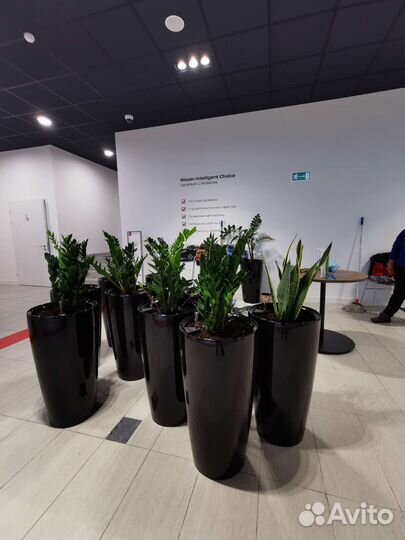 Комнатные растения пересадка