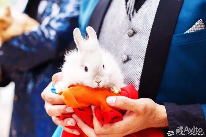 Фокусник, иллюзионисты на праздник