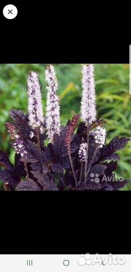 Клопогон и Роджерсия