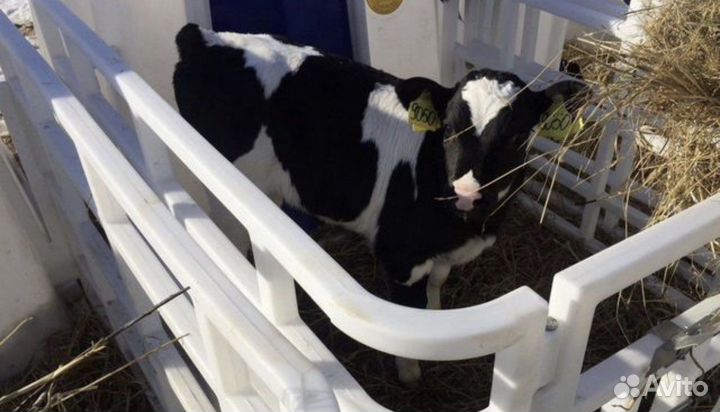 Быки бычки телята