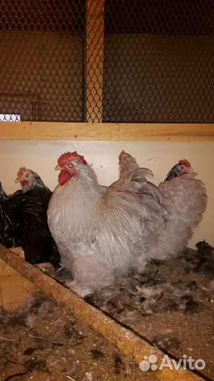 Инкубационное яйцо