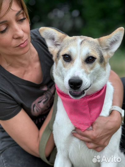 Молодая собачка из приюта