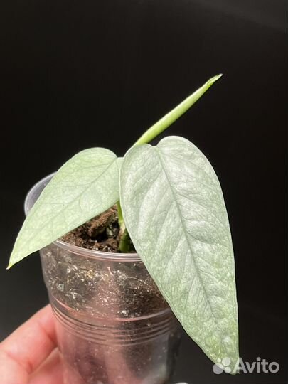 Эпипремнум Себу Блю