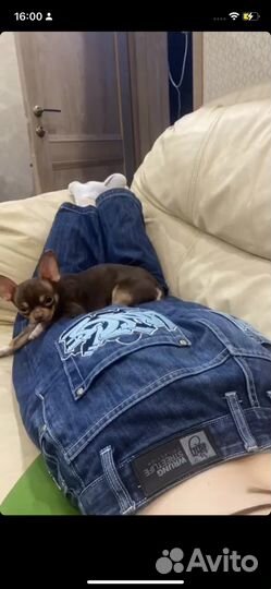 Вязка кобель чихуахуа