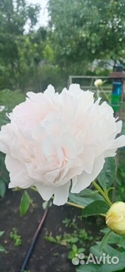 Пион Клехм Пинк Анноун (Klehm's Pink Unknown)бронь