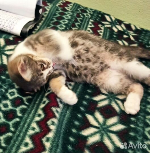 Вот такой малыш ищет дом