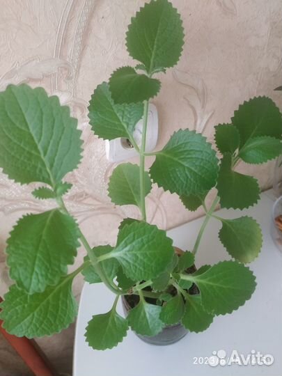 Мята комнатная
