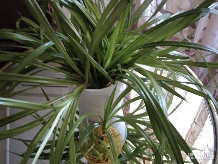 Пальма панданус