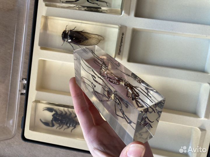 Насекомые в смоле