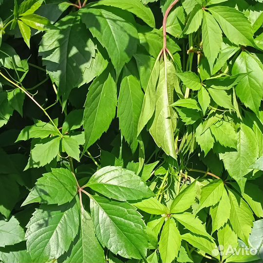 Батат фиолетовый, девичий виноград, кала белая