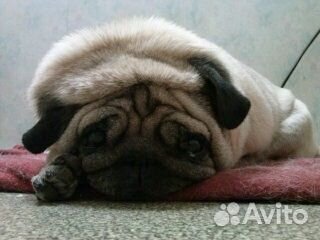 Щенки мопса