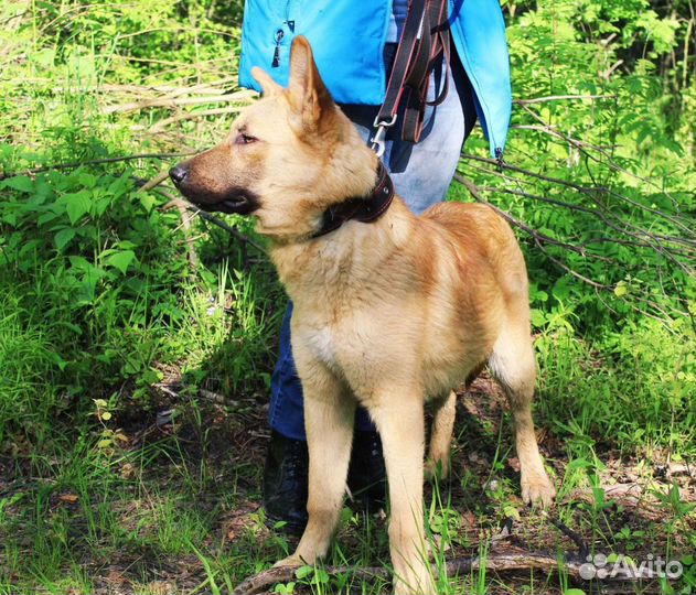 Бельгийская овчарка метис