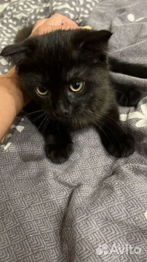 Котенок Шотландский