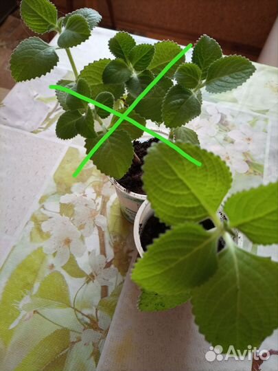 Мята домашняя