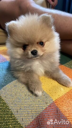 Вязка кобель 2,5г