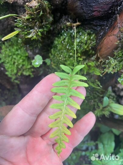 Растение для флорариума