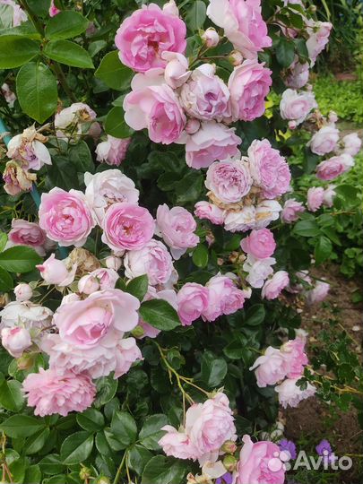 Роза плетистая Жасмина