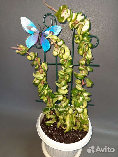 Хойя компакта Мауна Лоа