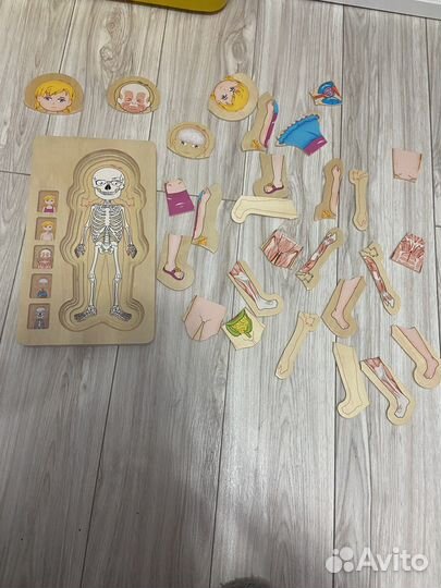 Пазл строение человека