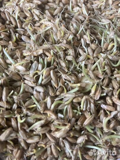 Пророщенные зерна ржи маша микрозелени