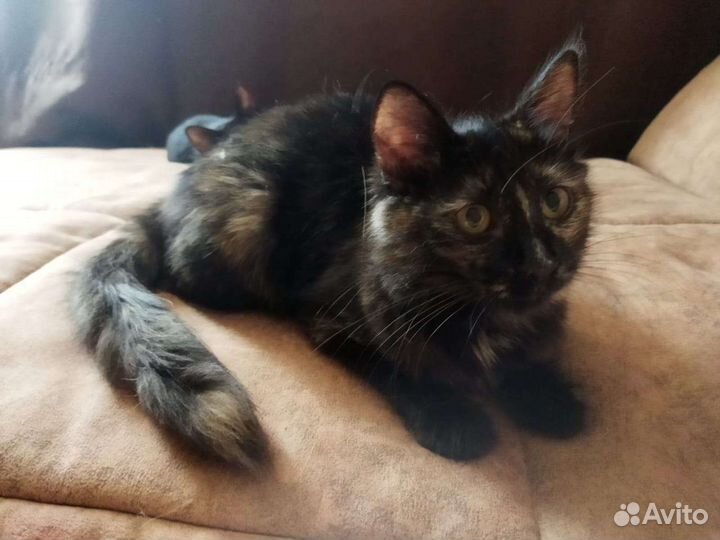 Черепашка и Черныш