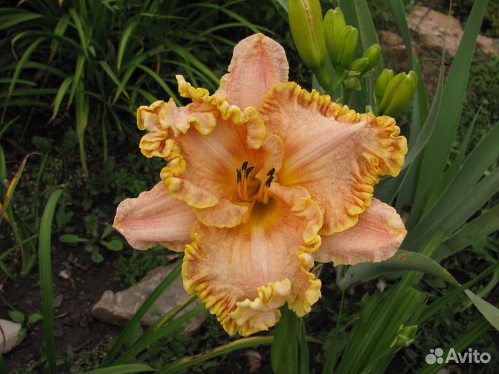 Лилейники сортовые 3