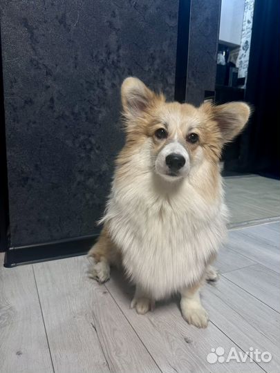 Вельш-корги пемброк девочка