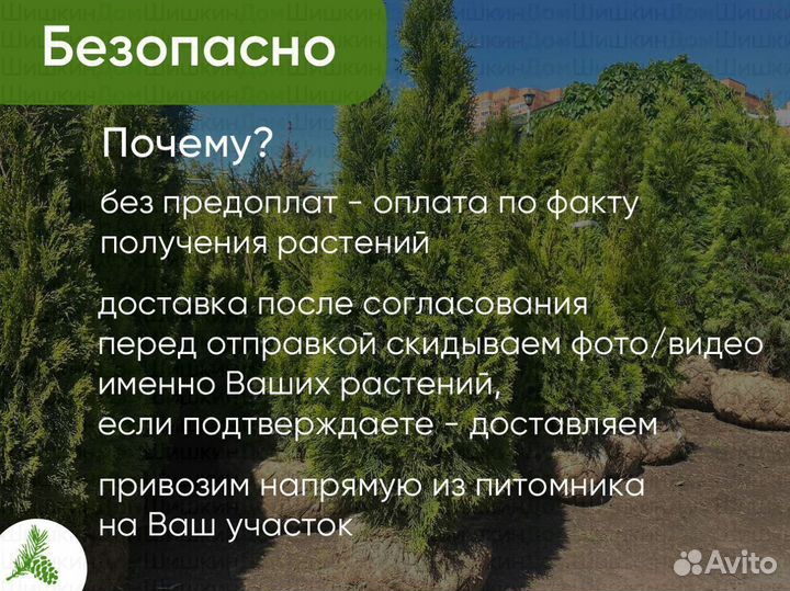 Туя Смарагд 150см - от 15 штук