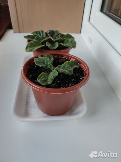 Фиалка махровая чернильная