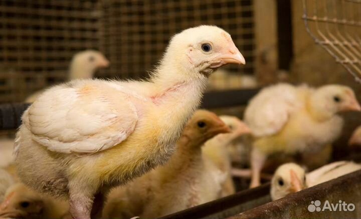 Куры бройлеры