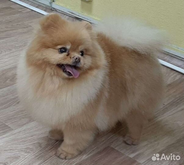 Груминг собак и кошек