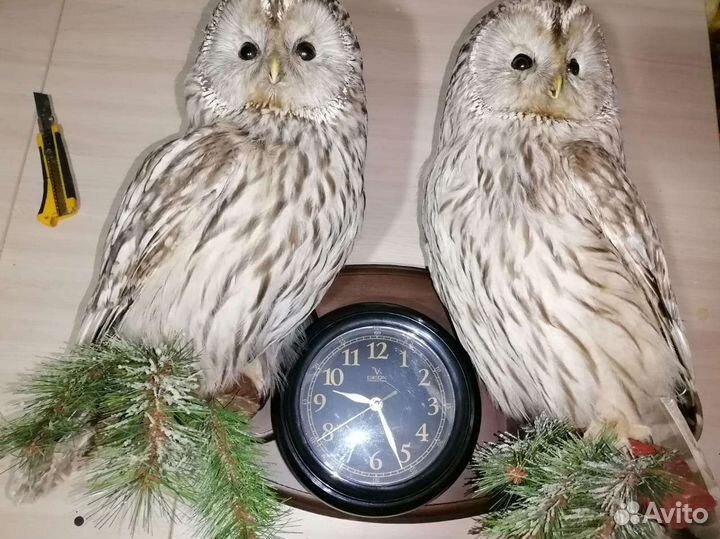 Композиция Вальшнепы в полете)