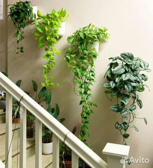 Сциндапсусы, аглаонема