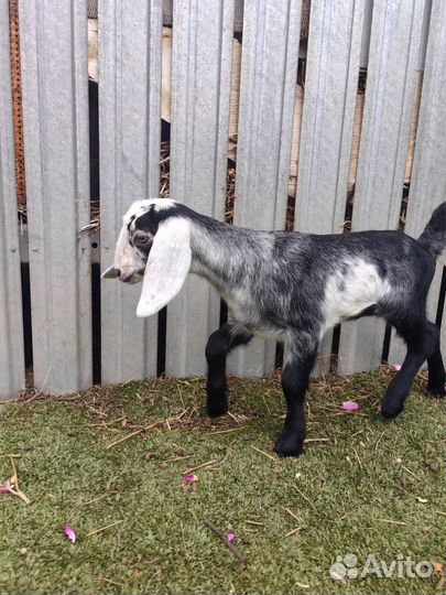 Продажа козлят