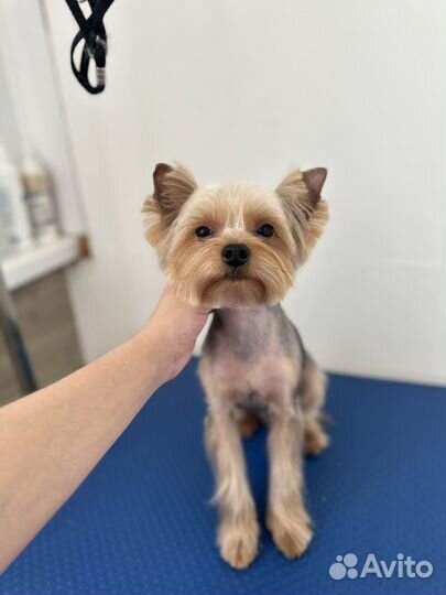 Стрижка собак и кошек