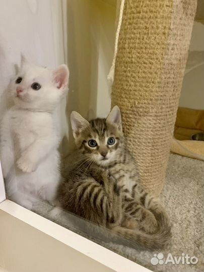 Котята мальчики