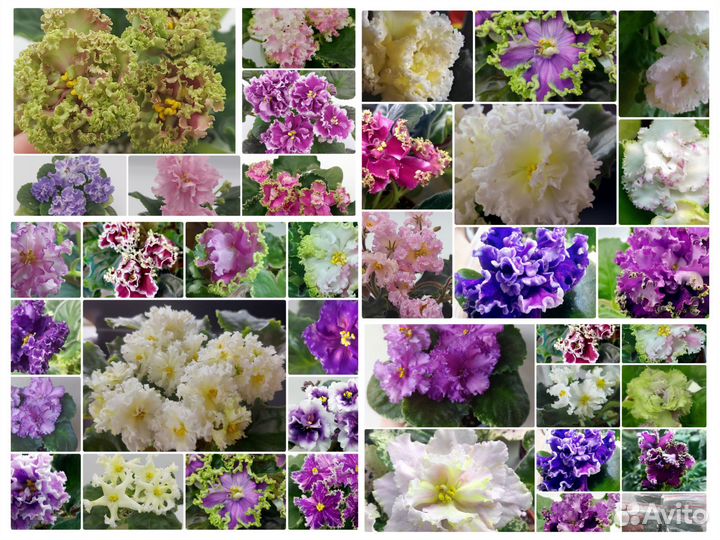 Фиалки набором почтой