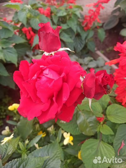 Многолетние цветы для сада