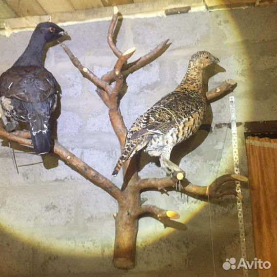 Изготовление чучел животных