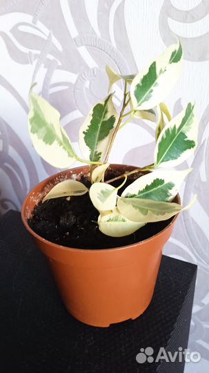 Фикус Бенджамина старлайт