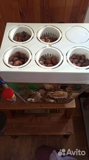 Аквафема аквариум