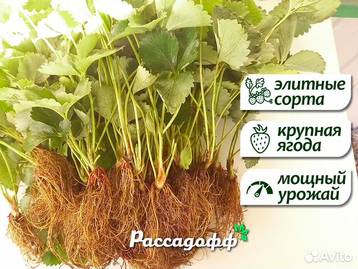 Рассада клубники. Фриго. Элитные сорта