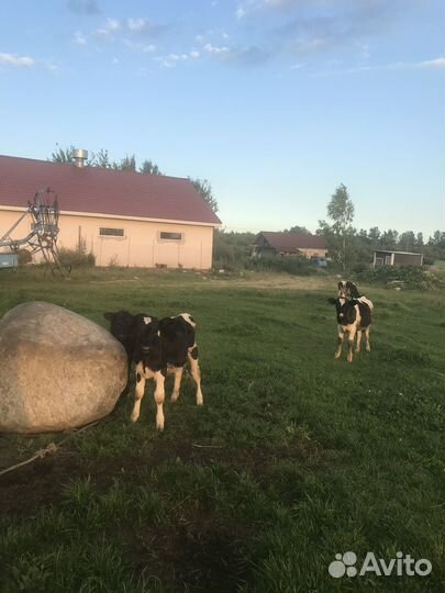 Доярка с проживанием