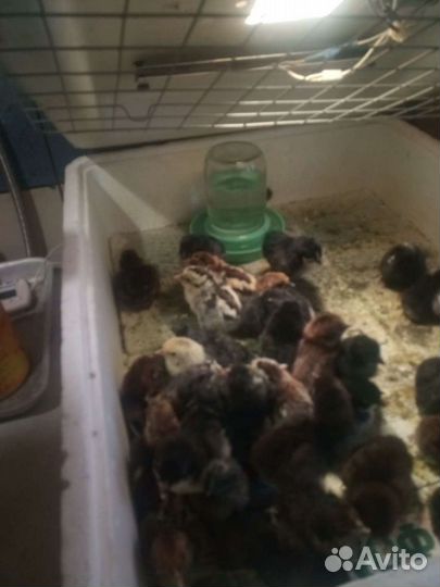 Цыплята разных пород подрощенные